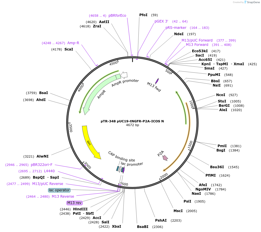 186066-plasmid-map-sequence-id-367291