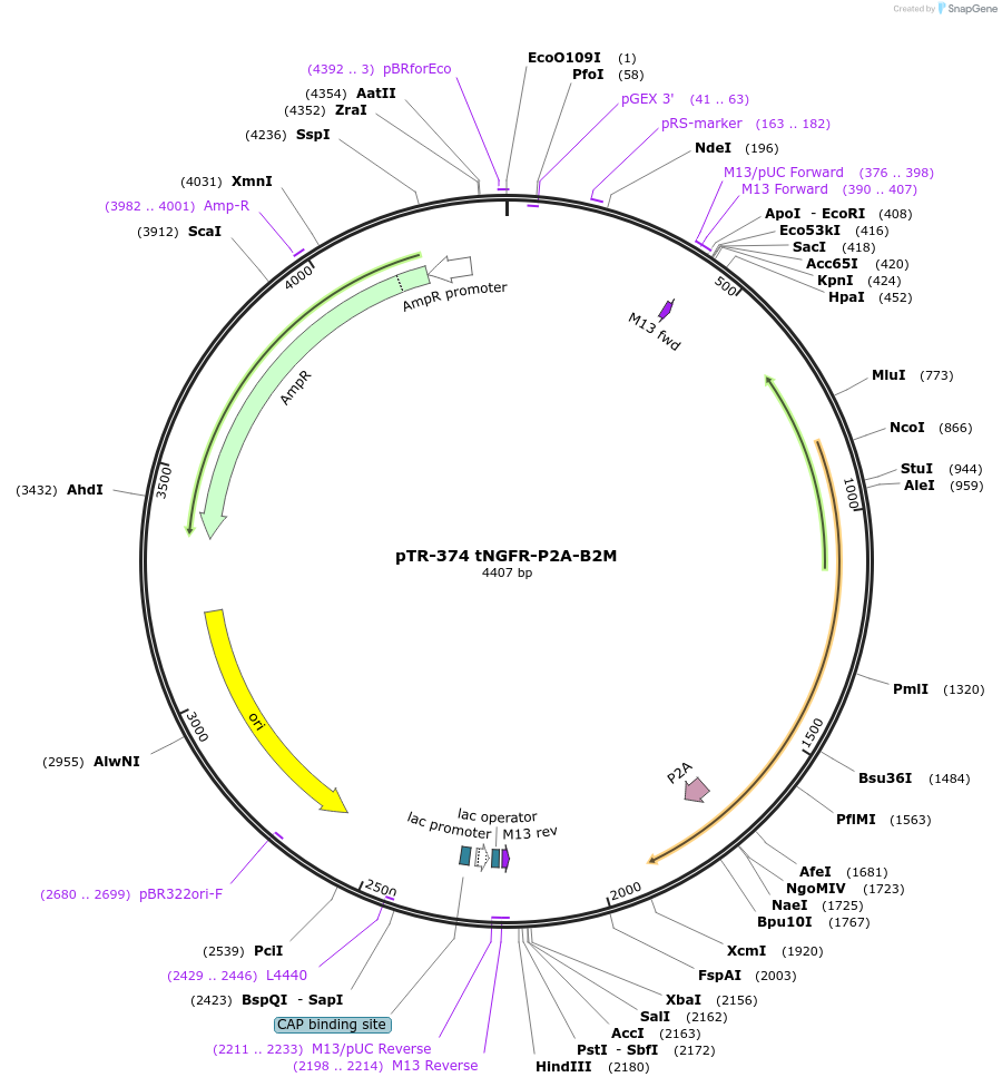 186068-plasmid-map-sequence-id-367294
