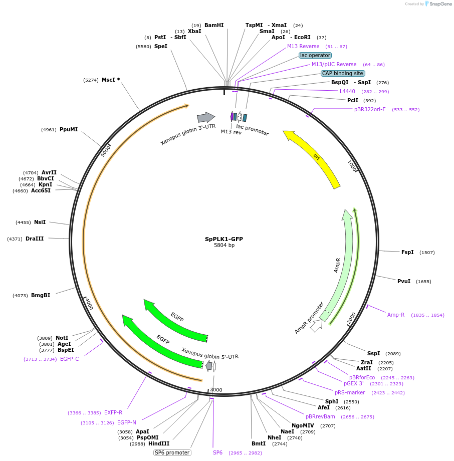 185573-plasmid-map-sequence-id-367303