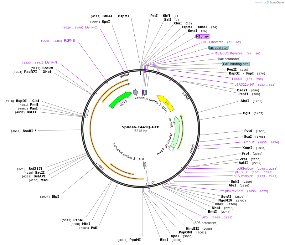 185590-plasmid-map-sequence-id-367306