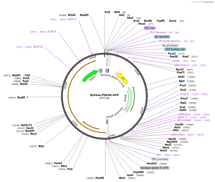 185591-plasmid-map-sequence-id-367307