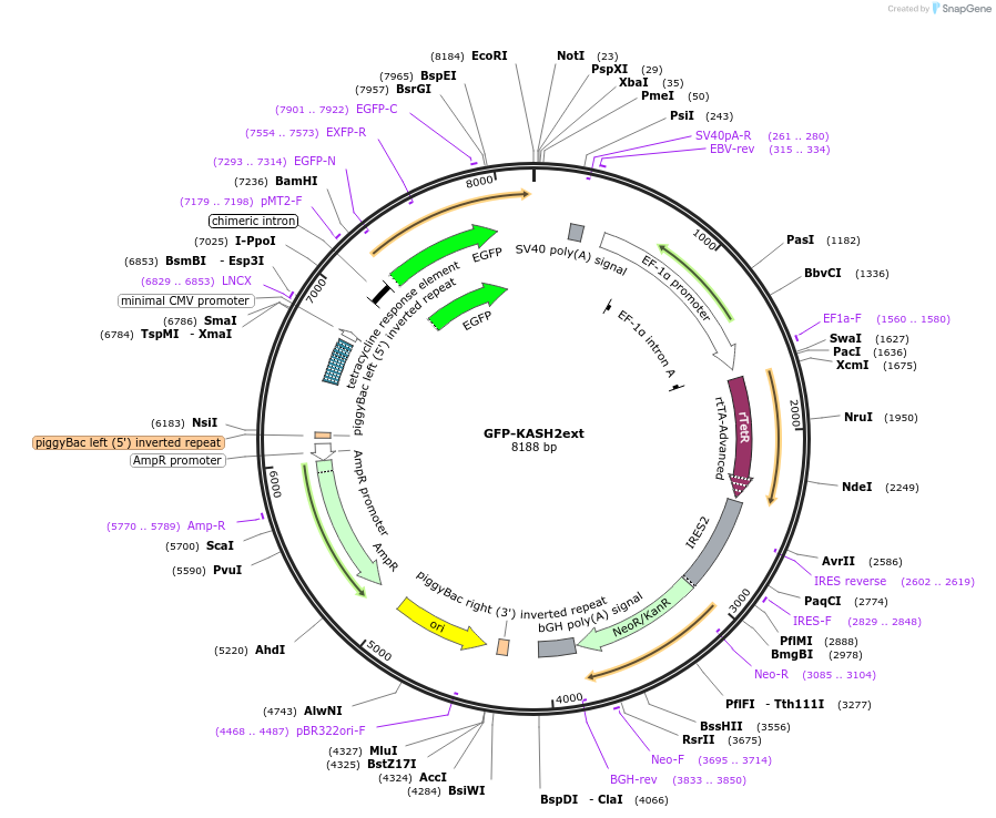 187018-plasmid-map-sequence-id-367311