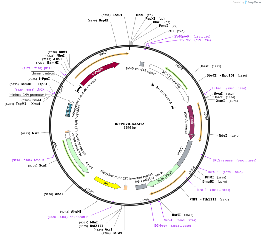 187021-plasmid-map-sequence-id-367313