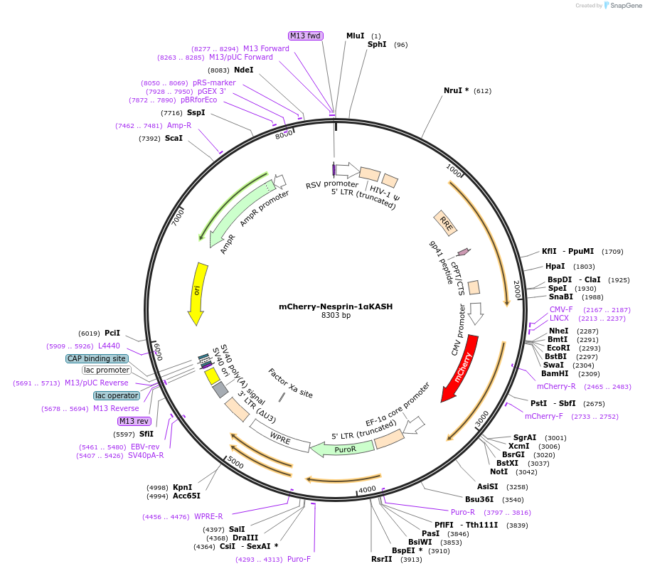187015-plasmid-map-sequence-id-367316