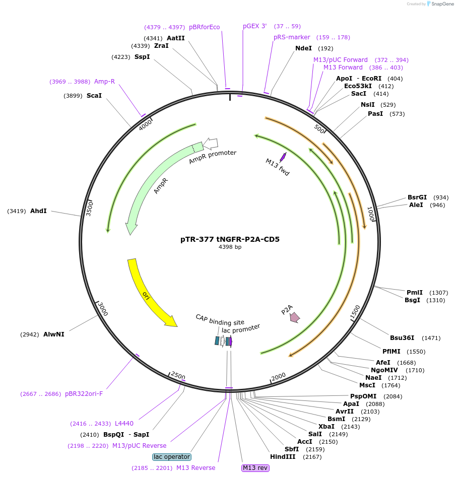 186071-plasmid-map-sequence-id-367326