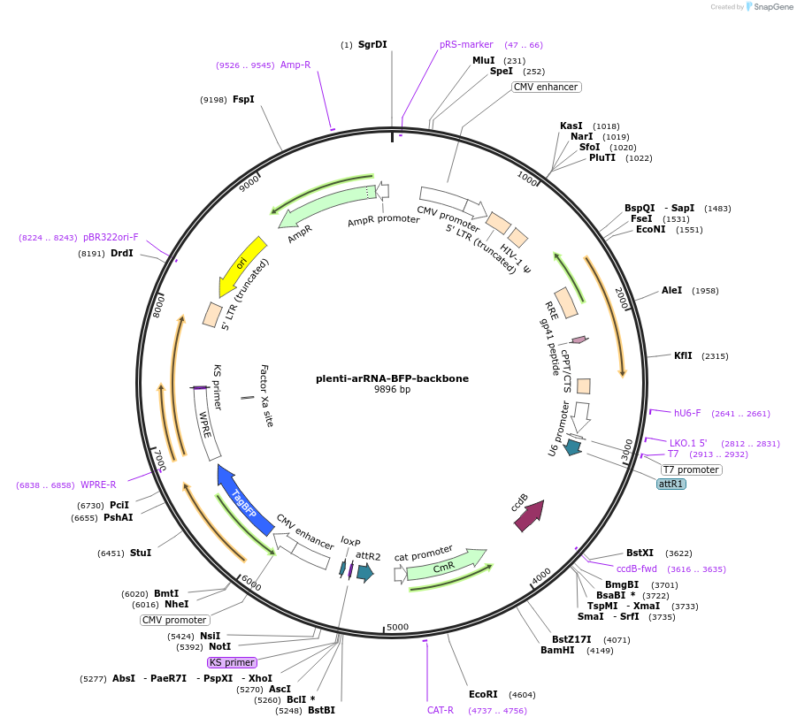 180221-plasmid-map-sequence-id-367330