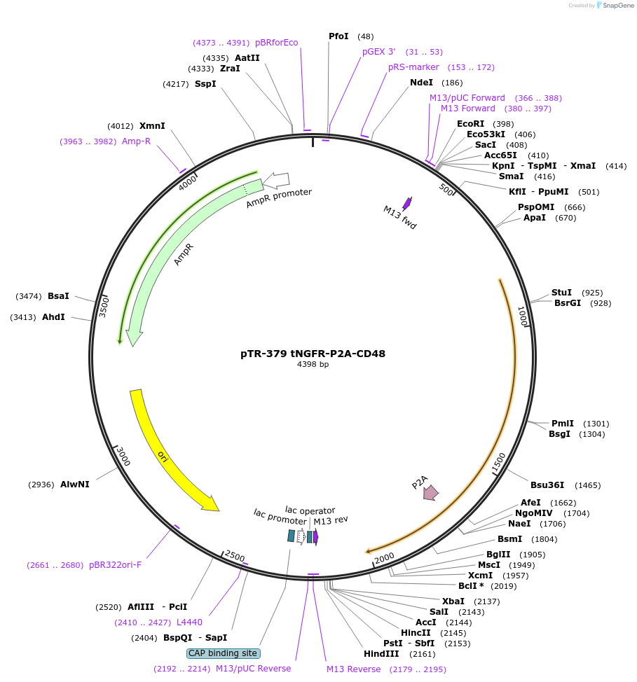 186073-plasmid-map-sequence-id-367331