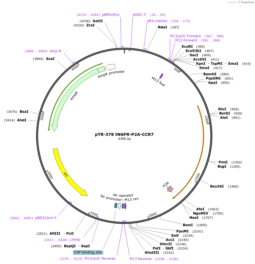 186072-plasmid-map-sequence-id-367332