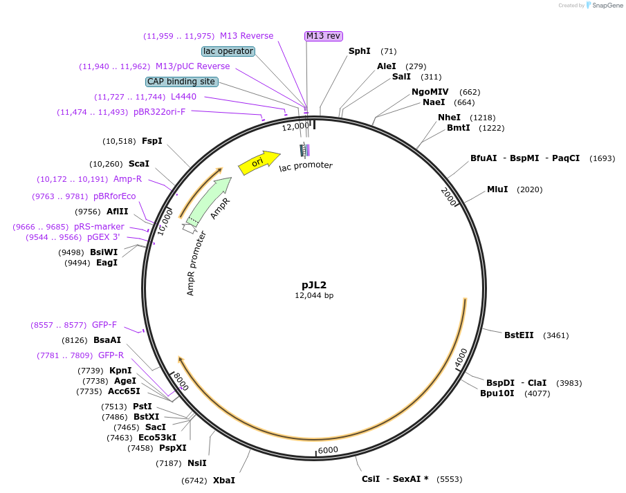 184130-plasmid-map-sequence-id-367341