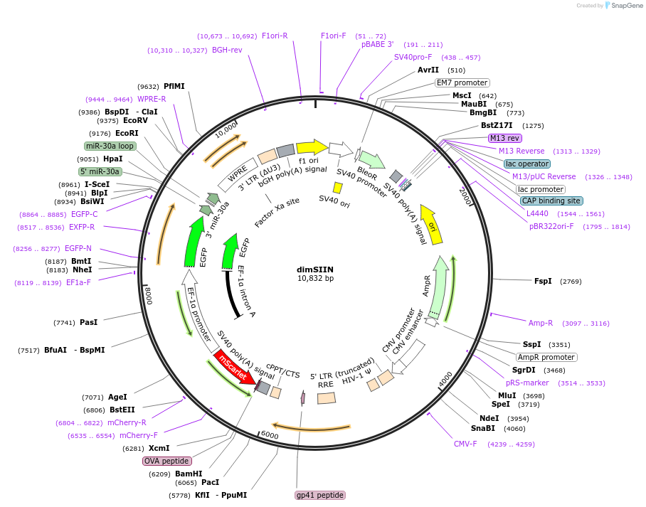 185661-plasmid-map-sequence-id-367342
