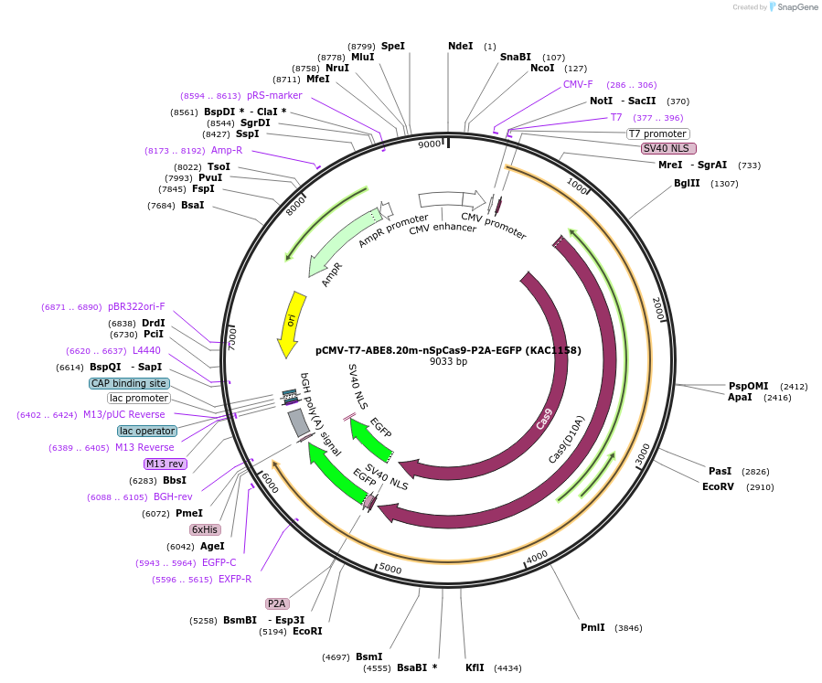 185915-plasmid-map-sequence-id-367353