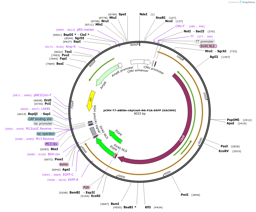185914-plasmid-map-sequence-id-367363