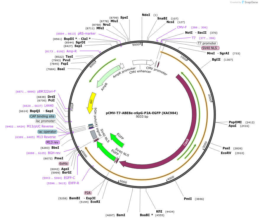 185911-plasmid-map-sequence-id-367364
