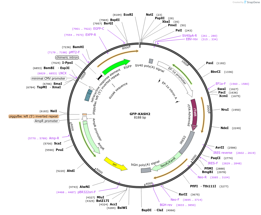 187017-plasmid-map-sequence-id-367368