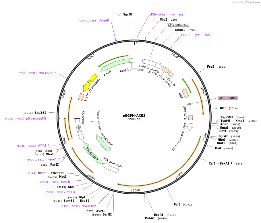 187483-plasmid-map-sequence-id-367371