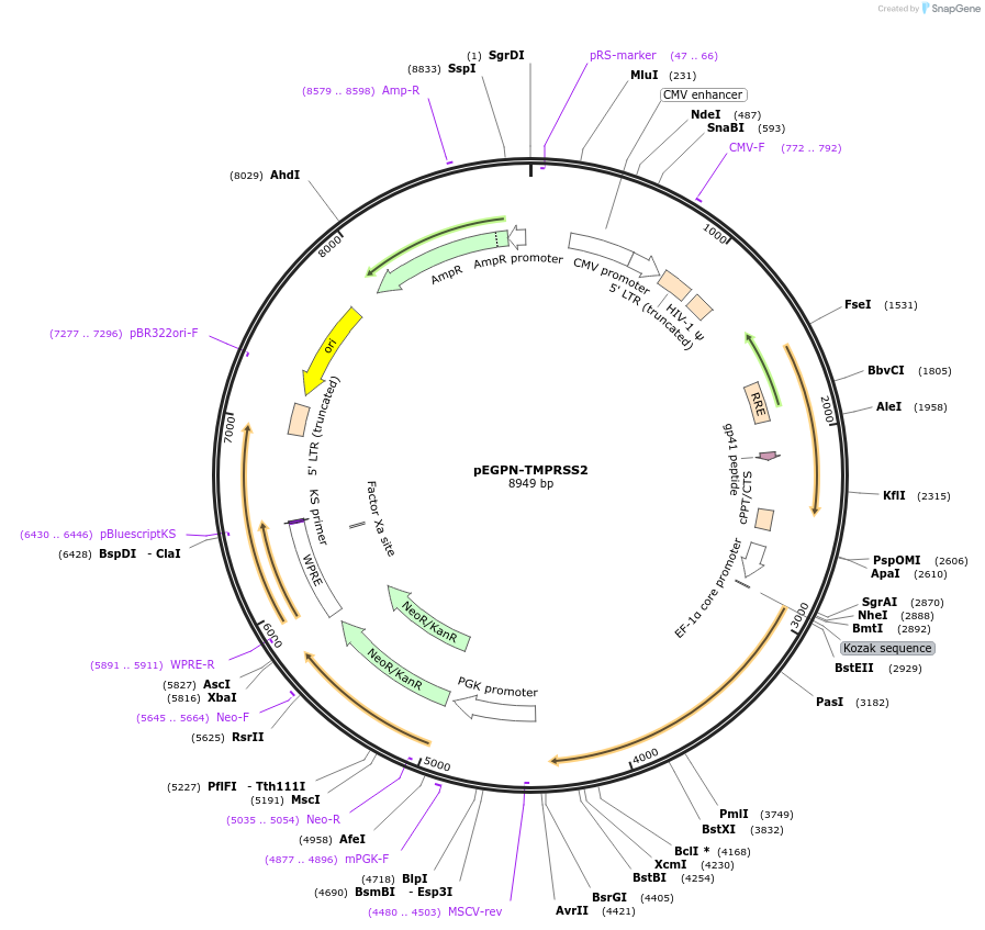 187484-plasmid-map-sequence-id-367374