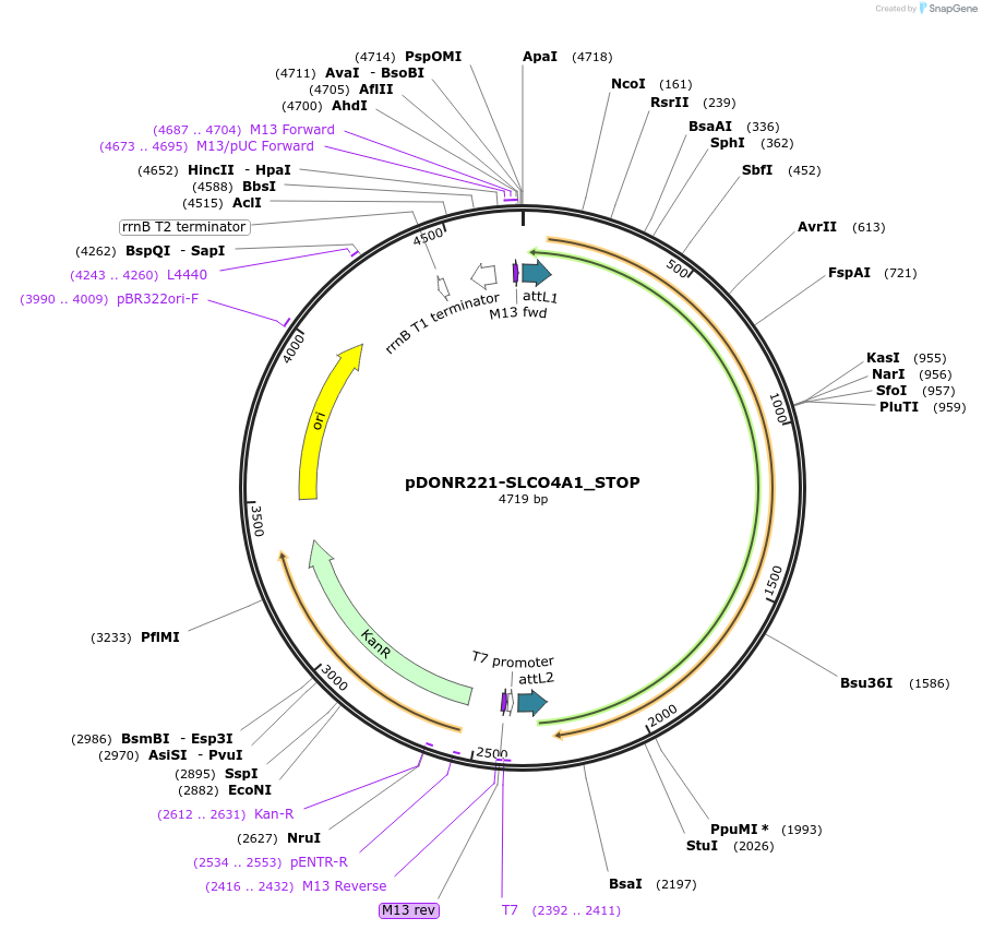 161402-plasmid-map-sequence-id-367376
