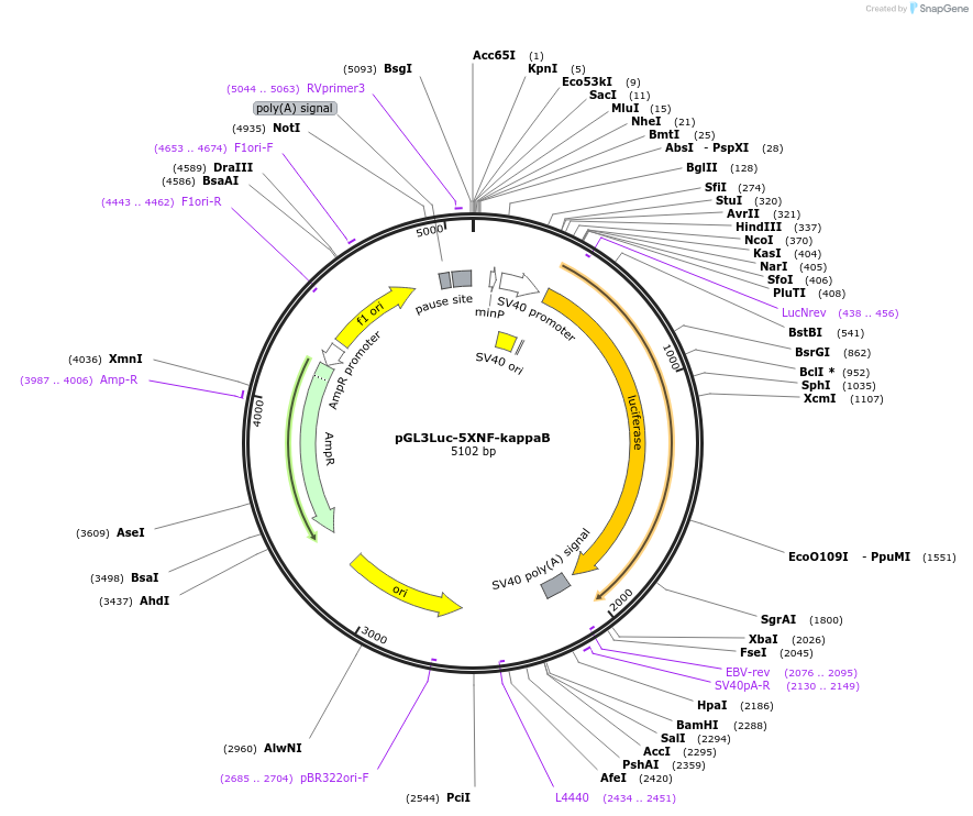 185695-plasmid-map-sequence-id-367381