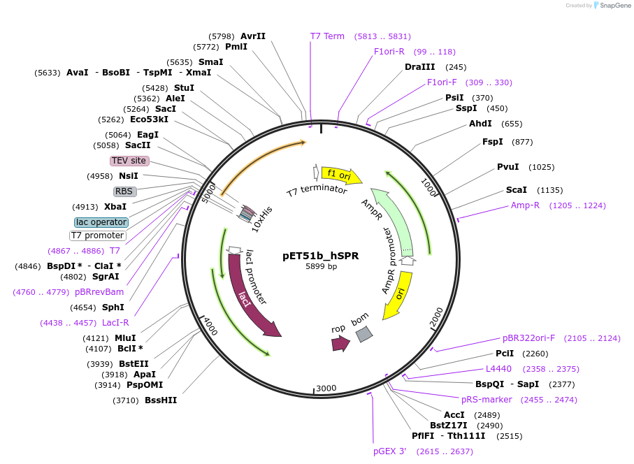 187111-plasmid-map-sequence-id-367382
