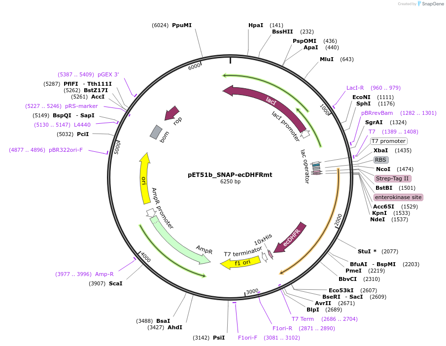 187109-plasmid-map-sequence-id-367385