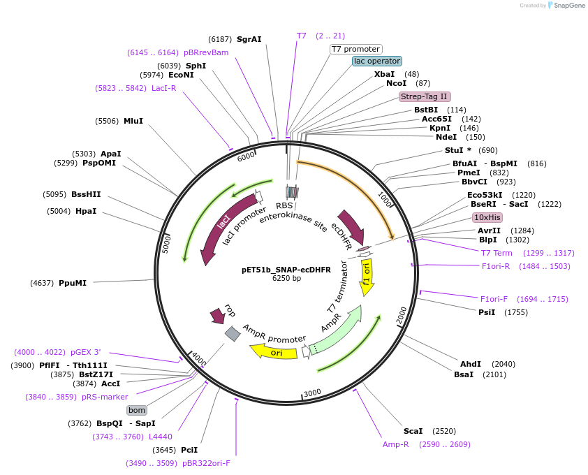 187108-plasmid-map-sequence-id-367386