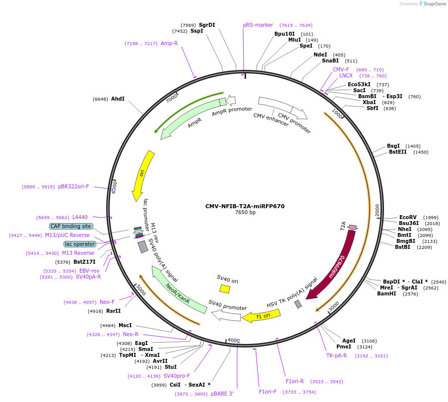 187222-plasmid-map-sequence-id-367390