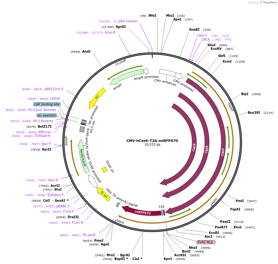 187223-plasmid-map-sequence-id-367391