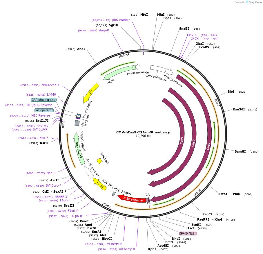 187224-plasmid-map-sequence-id-367392