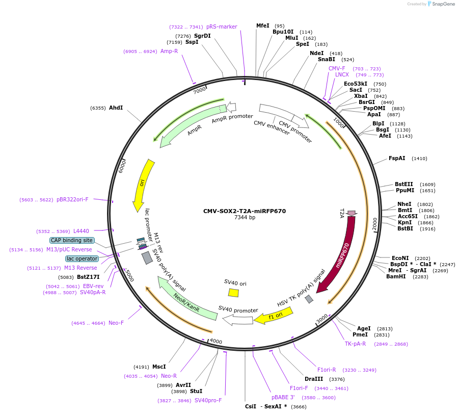 187375-plasmid-map-sequence-id-367393