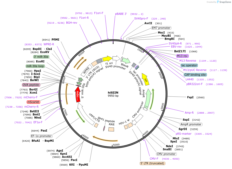 185662-plasmid-map-sequence-id-367402