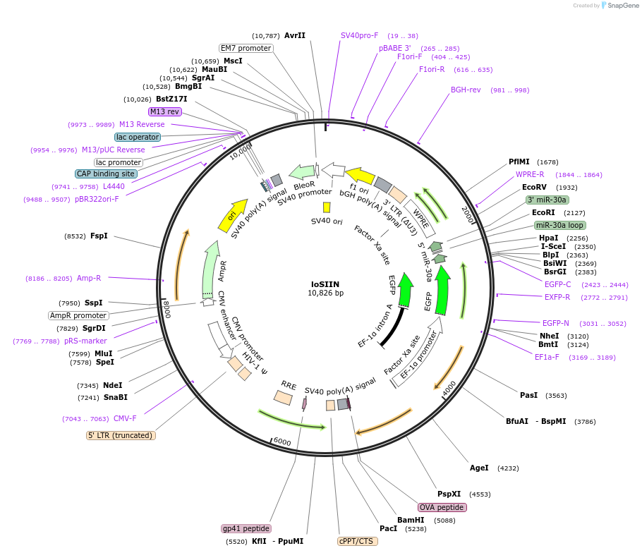 185663-plasmid-map-sequence-id-367403
