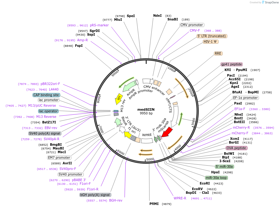 185664-plasmid-map-sequence-id-367404