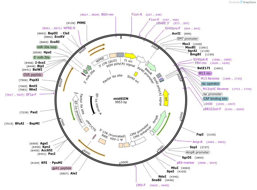 185665-plasmid-map-sequence-id-367405