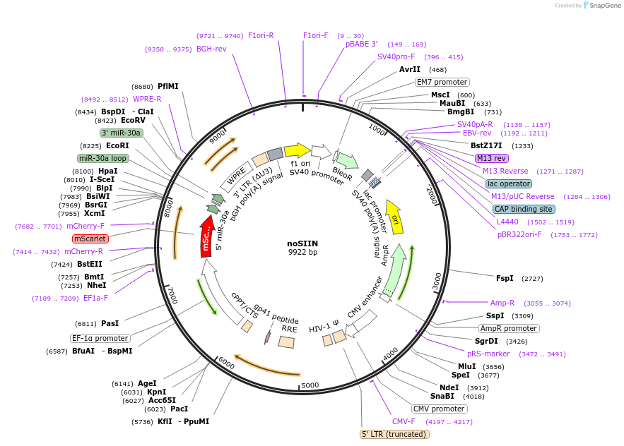 185666-plasmid-map-sequence-id-367406