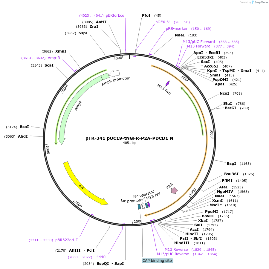 186074-plasmid-map-sequence-id-367429