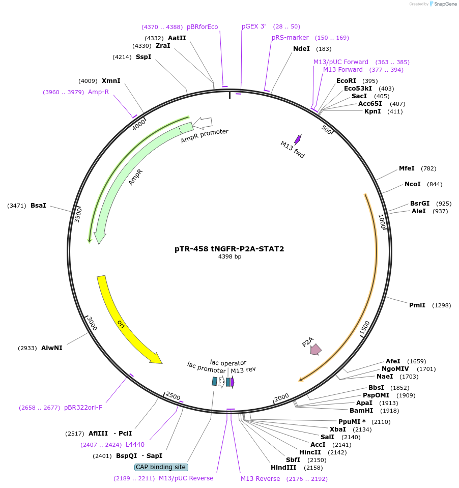 186076-plasmid-map-sequence-id-367431