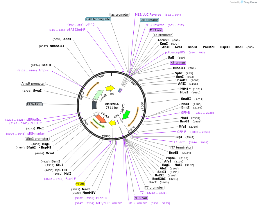 185075-plasmid-map-sequence-id-367436