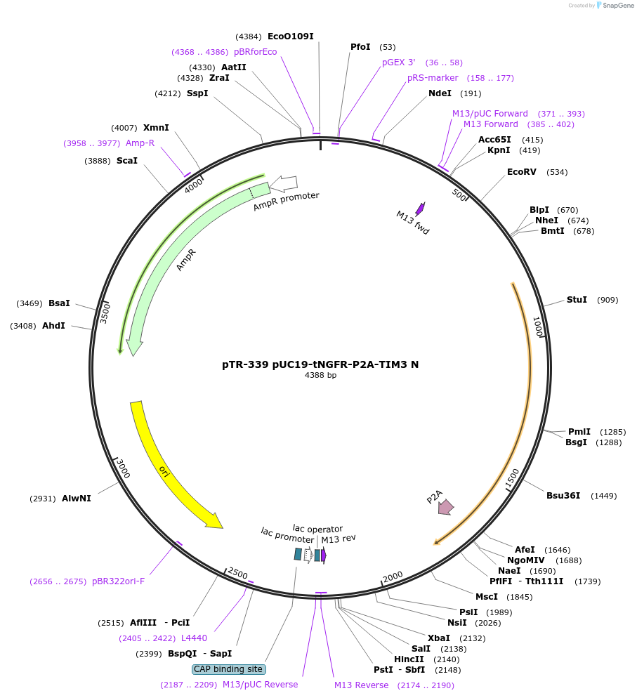 186077-plasmid-map-sequence-id-367439