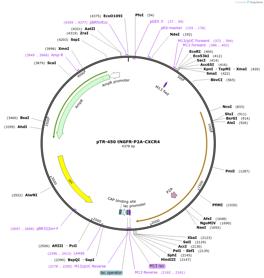 186078-plasmid-map-sequence-id-367440