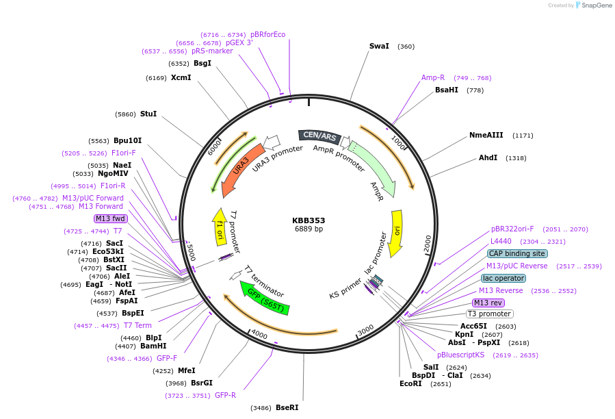 185081-plasmid-map-sequence-id-367443