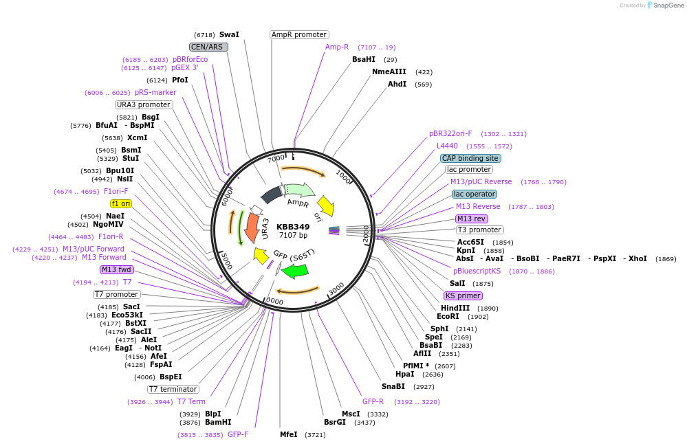 185080-plasmid-map-sequence-id-367444