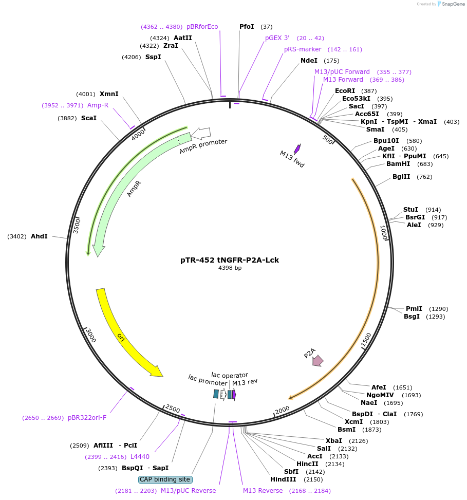 186080-plasmid-map-sequence-id-367445