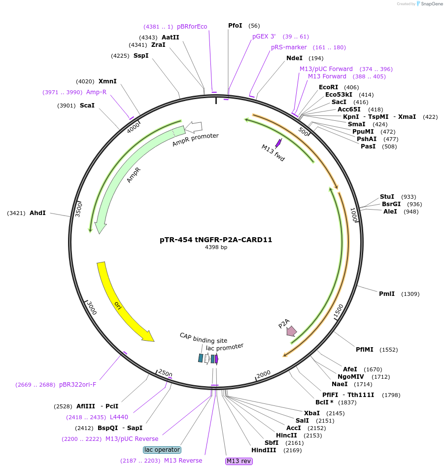 186081-plasmid-map-sequence-id-367447