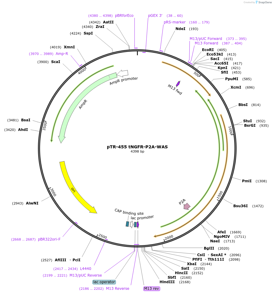 186082-plasmid-map-sequence-id-367448