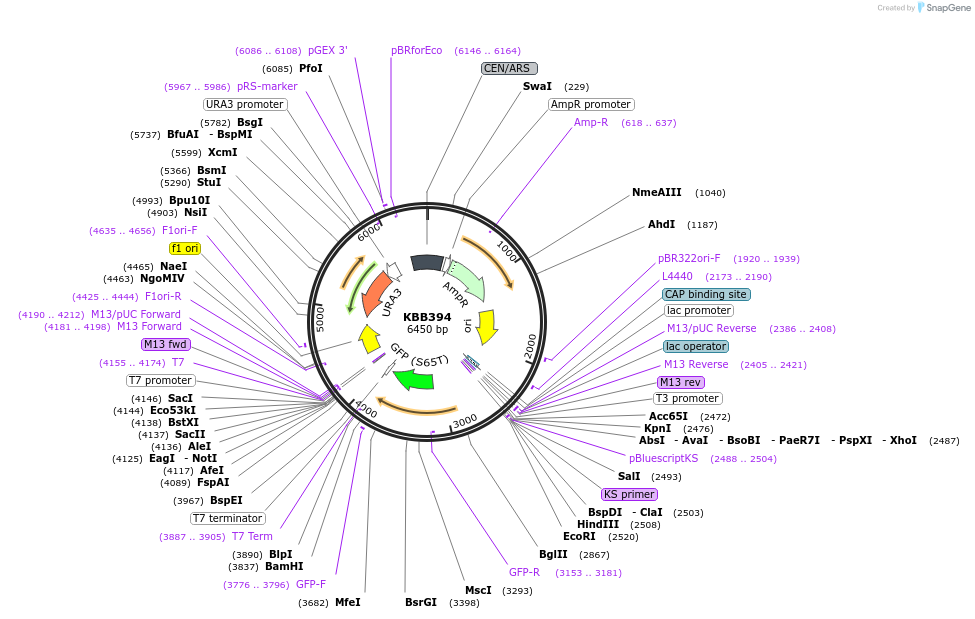 185086-plasmid-map-sequence-id-367451
