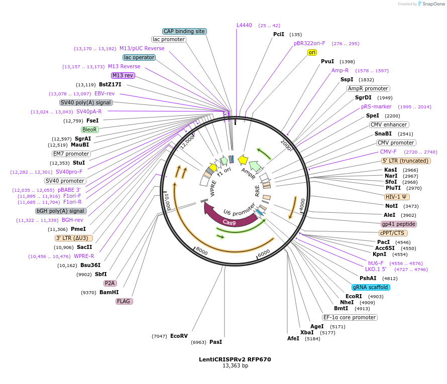 187646-plasmid-map-sequence-id-367454