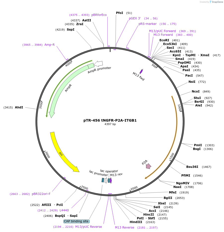 186083-plasmid-map-sequence-id-367455