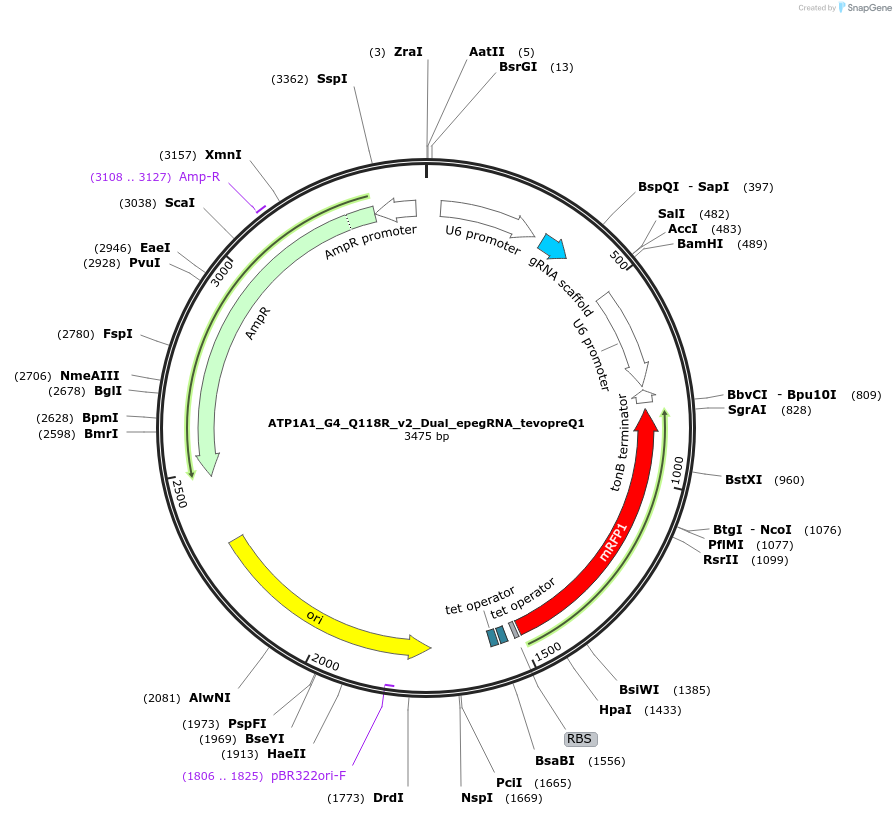 187456-plasmid-map-sequence-id-367464