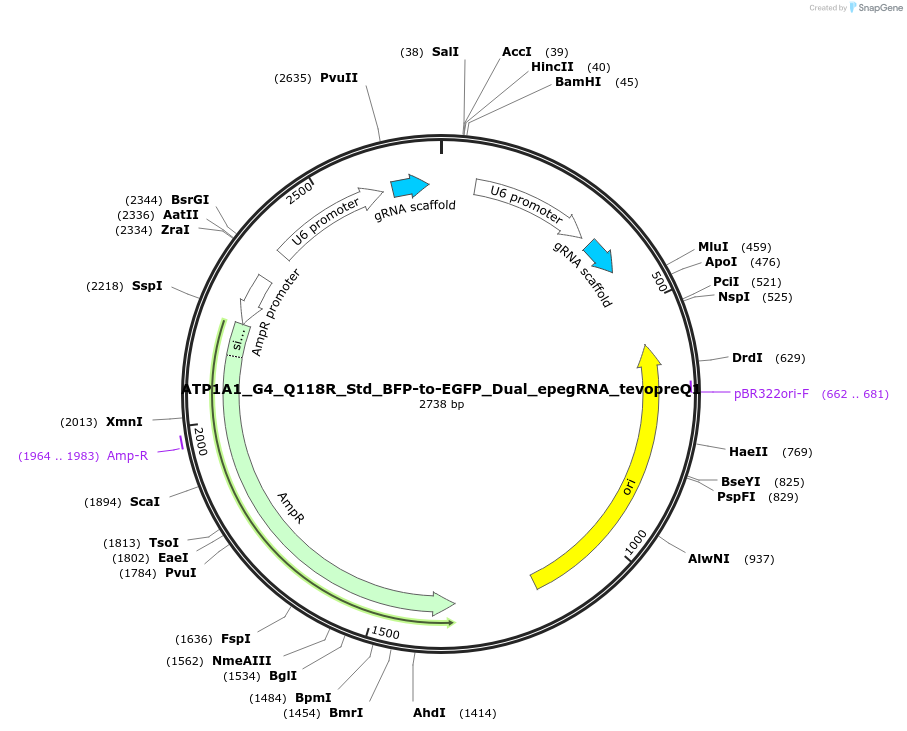 187459-plasmid-map-sequence-id-367469