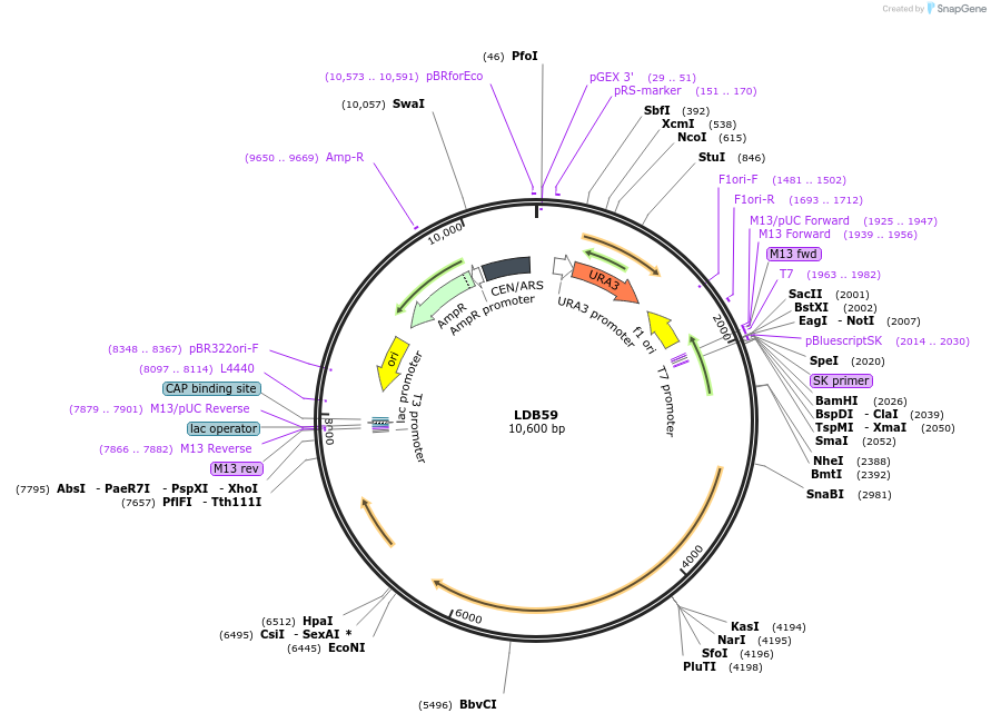 185436-plasmid-map-sequence-id-367470